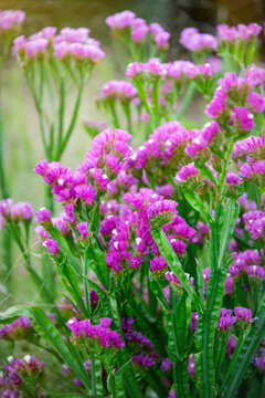 Blooming purple limonite flowers in summer garden