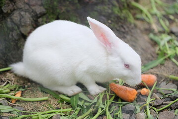 White rabbit in the garden. close-up detail of a white rabbit. white rabbit in the wild looking for food