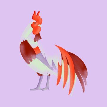 Colourful rooster on purple background  
