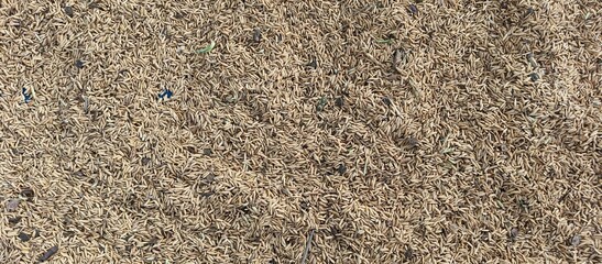 Raw Rice Paddy Grains Texture Background for Agriculture and Food Concept