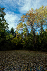 Group of forest autumn trees near the lake. Blue sky.