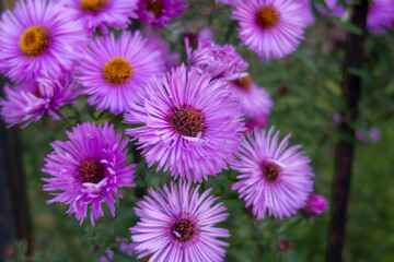 Obraz premium Purple blooming flowers with green foliage. Garden photography in summer season.