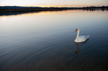 White swan onlake shore. Swan on beach. Swan on shore