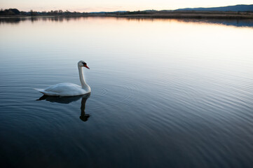White swan onlake shore. Swan on beach. Swan on shore