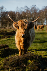 Highland cow walking toward camera in green pasture
