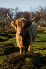 Highland cow walking toward camera in green pasture