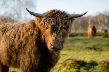 Highland cow looking at camera in rural pasture