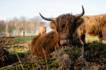 Highland cow resting on grass in rural field