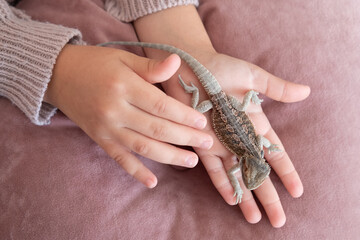 Baby of bearded agama dragon on hands taming at home