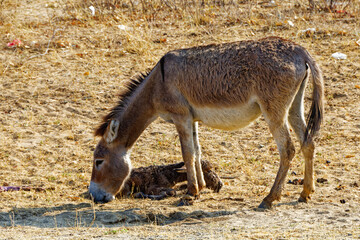 Esel mit Neugeborenem