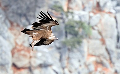 Griffon Vulture (Gyps fulvus), Crete, Greece