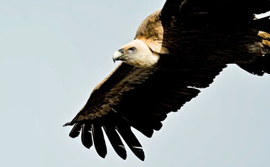 Griffon Vulture (Gyps fulvus), Crete, Greece