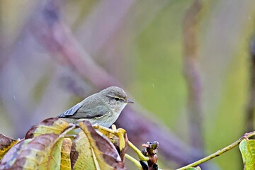 Common Chiffchaff (Phylloscopus collybita), Greece