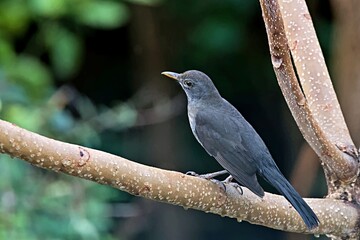A Blackbird (Turdus merula), Crete