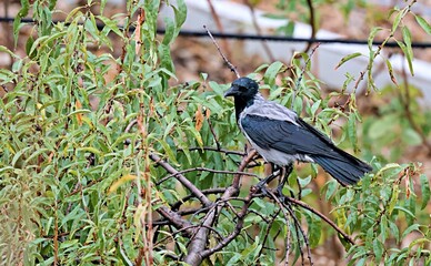 Hooded Crow (Corvus cornix), Greece
