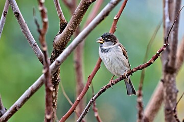Male Italian Sparrow or cisalpine sparrow (Passer italiae), Crete