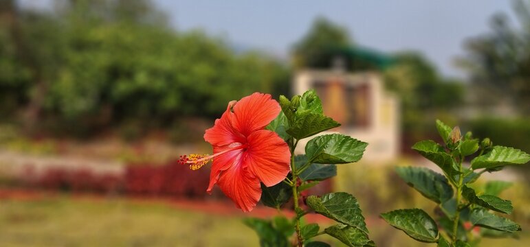 selective focus view of a beautiful red hibiscus flower blooming in a garden