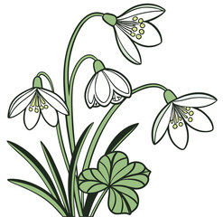 kidneywort or liverwort flower isolated on white