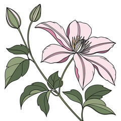 flower of clematis isolated on white background