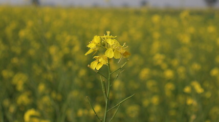 Obraz premium Mustard field in full bloom, yellow flowers on blurred background