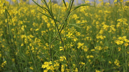 Obraz premium Mustard Flowers Field: Yellow Blossoms and Green Stalks in Agricultural Landscape