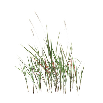 Imperata cylindrica grass plants 3d illustration on transparent background