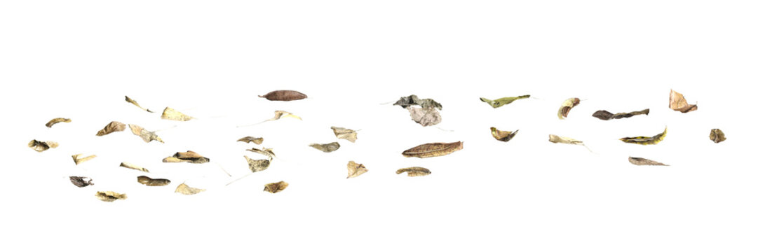 Multiple dead leaves 3d illustration on transparent background