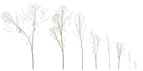 Multiple Conyza canadensis grass plants 3d illustration on transparent background