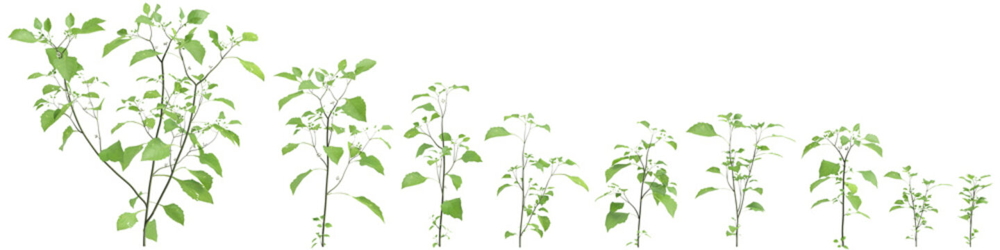 Multiple Solanum nigrum grass plants 3d illustration on transparent background