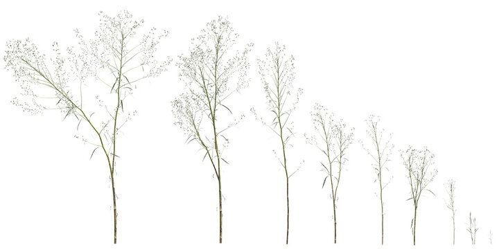 Multiple Conyza canadensis grass plants 3d illustration on transparent background