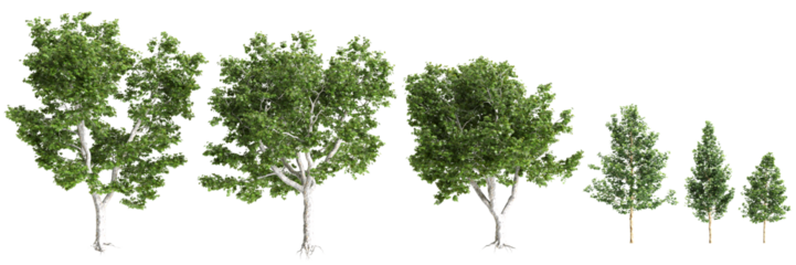 Multiple Platanus acerifolia Willd trees 3d illustration on transparent background
