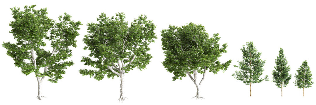 Multiple Platanus acerifolia Willd trees 3d illustration on transparent background