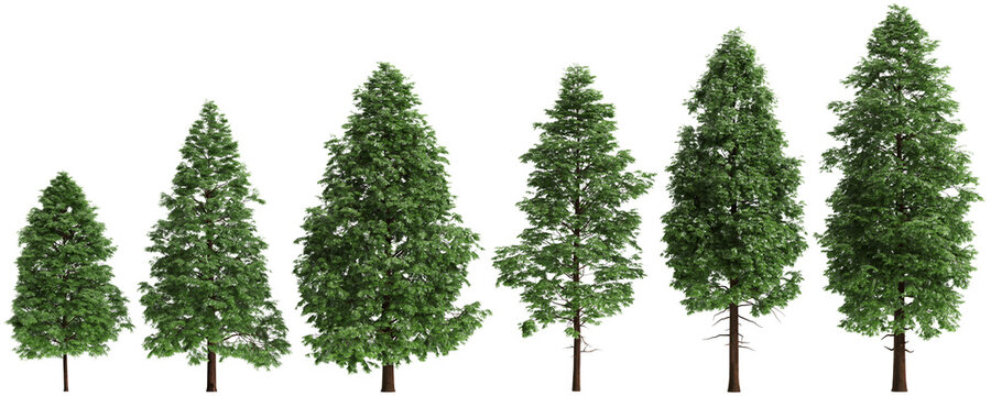 Multiple Metasequoia glyptostroboides trees 3d illustration on transparent background
