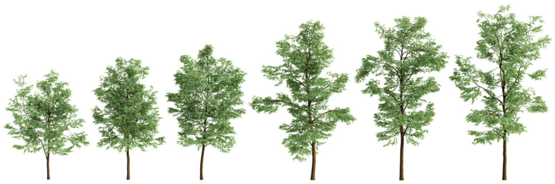 Multiple Robinia pseudoacacia trees 3d illustration on transparent background