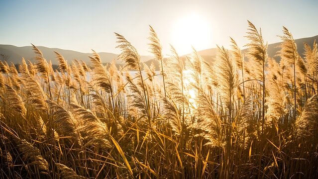 Golden wheat field swaying gently in the background with sun shining brightly over the hills