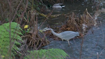 Grey Heron (Cinerea ardea) catching two fish in a shallow stream. December, Kent, Uk [Slow motion x4]
