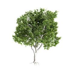 Fototapeta premium Platanus acerifolia Willd trees 3d illustration on transparent background