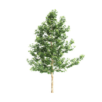Platanus acerifolia Willd trees 3d illustration on transparent background