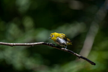 A small, yellow-green Indian white-eye bird with a distinctive white eye-ring perches on a thin branch. The blurred background is green foliage.