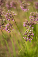 A vibrant display of purple flowers stands tall, dancing in the warm breeze of springtime
