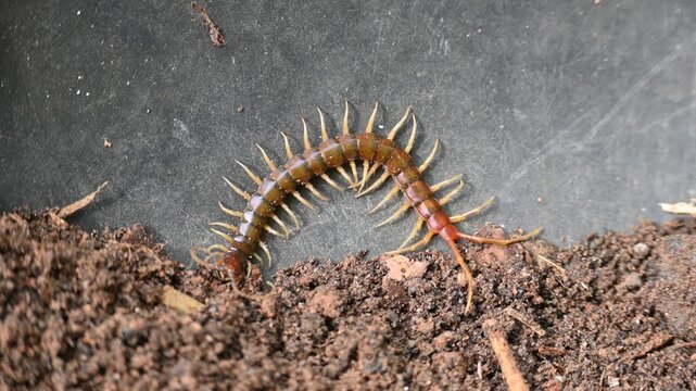 Scolopendra gigantea centipede. Its common name&nbsp;Peruvian giant yellow-leg centipede&nbsp;or&nbsp;Amazonian giant centipede. is a&nbsp;centipede&nbsp;in the genus&nbsp;Scolopendra. It is largest centipede species in the world.