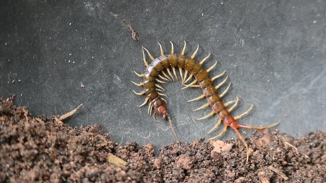 Scolopendra gigantea centipede. Its common name&nbsp;Peruvian giant yellow-leg centipede&nbsp;or&nbsp;Amazonian giant centipede. is a&nbsp;centipede&nbsp;in the genus&nbsp;Scolopendra. It is largest centipede species in the world.