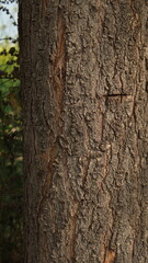 Obraz premium Tree bark texture close-up, natural wood detail background