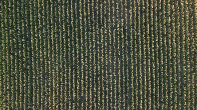 Tilt-down drone view of lush green cornfield rows in Zempl&eacute;n, Hungary, showcasing healthy crops under natural sunlight in an autumn landscape.