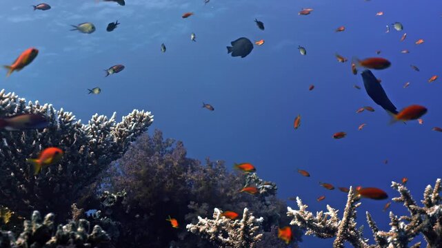 Healthy reef environment with a high concentration of marine life. A school of orange Lyretail Anthias &mdash;the most iconic and abundant species in the Red Sea&mdash;swarms above the reef.