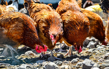 Chickens on traditional free range poultry farm © monticellllo