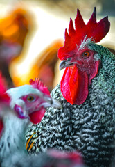 Rooster on traditional free range poultry farm