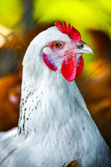 Chickens on traditional free range poultry farm © monticellllo