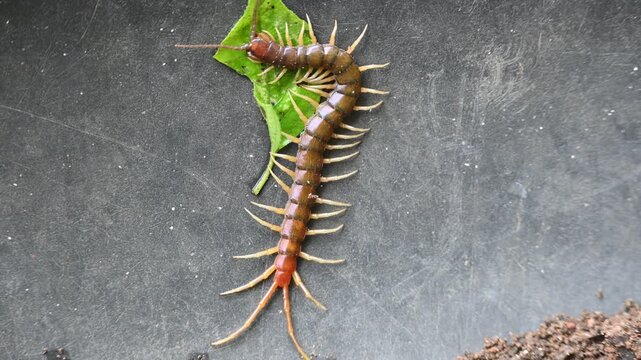Scolopendra gigantea centipede. Its common name&nbsp;Peruvian giant yellow-leg centipede&nbsp;or&nbsp;Amazonian giant centipede. is a&nbsp;centipede&nbsp;in the genus&nbsp;Scolopendra. It is largest centipede species in the world.