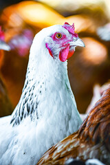 Chickens on traditional free range poultry farm © monticellllo